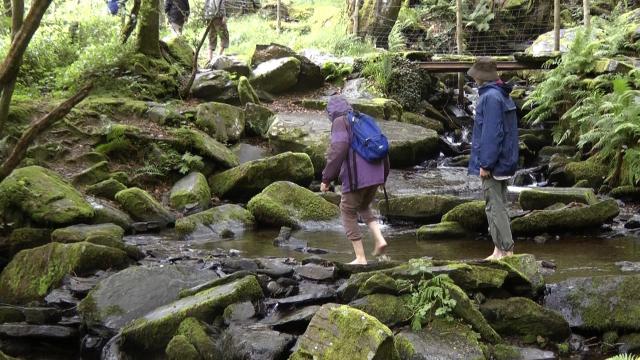 Transfiguration 2011 Woodlands walking stream